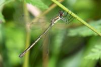Lestes virens