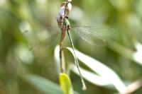 Chalcolestes viridis