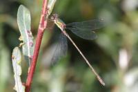 Chalcolestes viridis