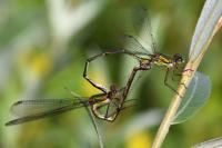 Chalcolestes viridis