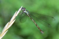 Chalcolestes viridis