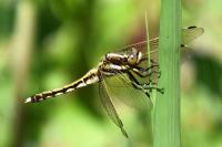 Orthetrum albistylum