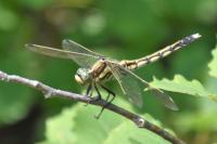 Orthetrum albistylum