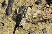 Orthetrum albistylum