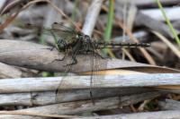Orthetrum cancellatum