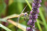 Sympetrum fonscolombii