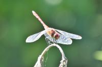 Sympetrum sanguineum