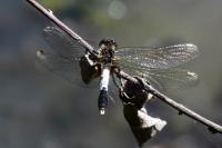 Leucorrhinia caudalis