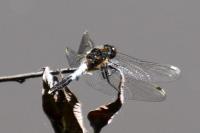 Leucorrhinia caudalis