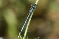 Platycnemis pennipes