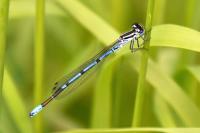 Coenagrion puella
