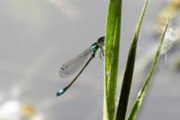 Ischnura elegans