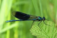 Calopteryx splendens