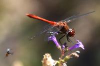 Sympetrum sanguineum
