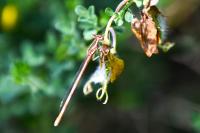 Platycnemis acutipennis