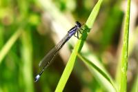 Agrion élégant