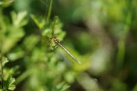 Platycnemis pennipes