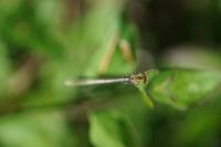 Platycnemis pennipes