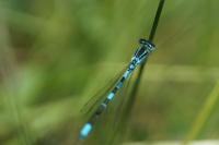 Coenagrion scitulum