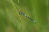 Coenagrion scitulum