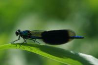 Calopteryx splendens
