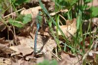 Anax imperator