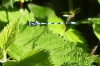 Coenagrion mercuriale