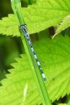Coenagrion mercuriale