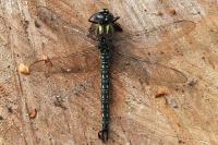 Brachytron pratense