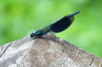 Calopteryx splendens