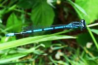 Coenagrion puella