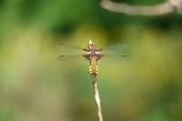 Libellula depressa