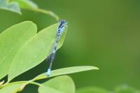 Coenagrion scitulum