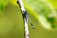 Coenagrion puella