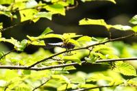 Libellula depressa