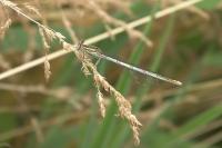 Platycnemis pennipes