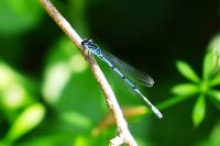 Coenagrion puella