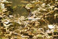 Anax imperator
