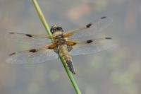 Libellula quadrimaculata