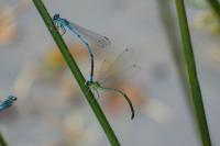 Coenagrion puella
