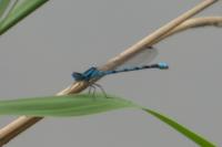 Enallagma cyathigerum