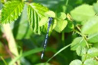 Coenagrion puella
