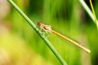 Platycnemis acutipennis