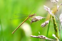 Platycnemis acutipennis