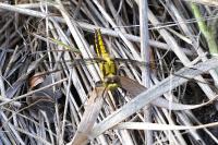 Orthetrum cancellatum