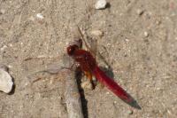 Crocothemis erythraea