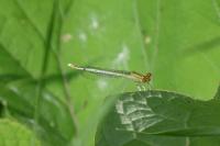 Platycnemis pennipes