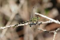 Onychogomphus forcipatus