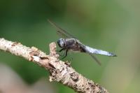 Libellula fulva