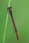 Ceriagrion tenellum